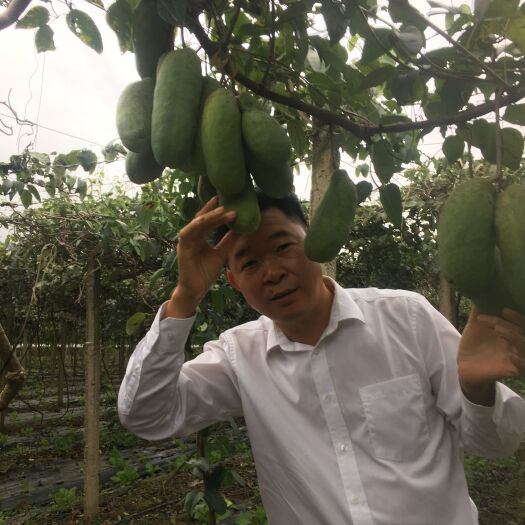 乐昌市 高产八月瓜苗