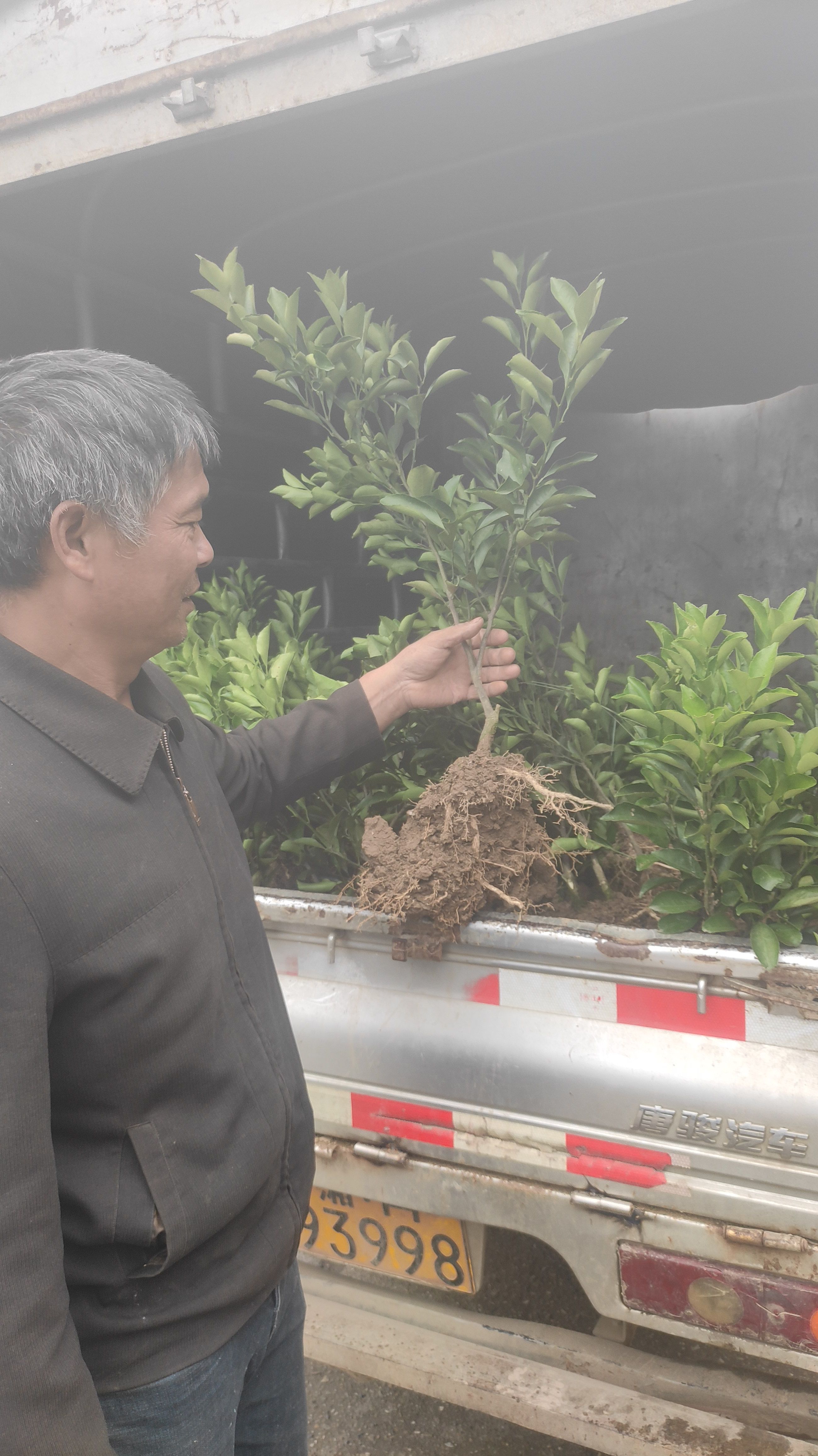 黄金贡柚苗春香苗象山青嫁接柑桔果树苗基地直销带土保湿发货包邮