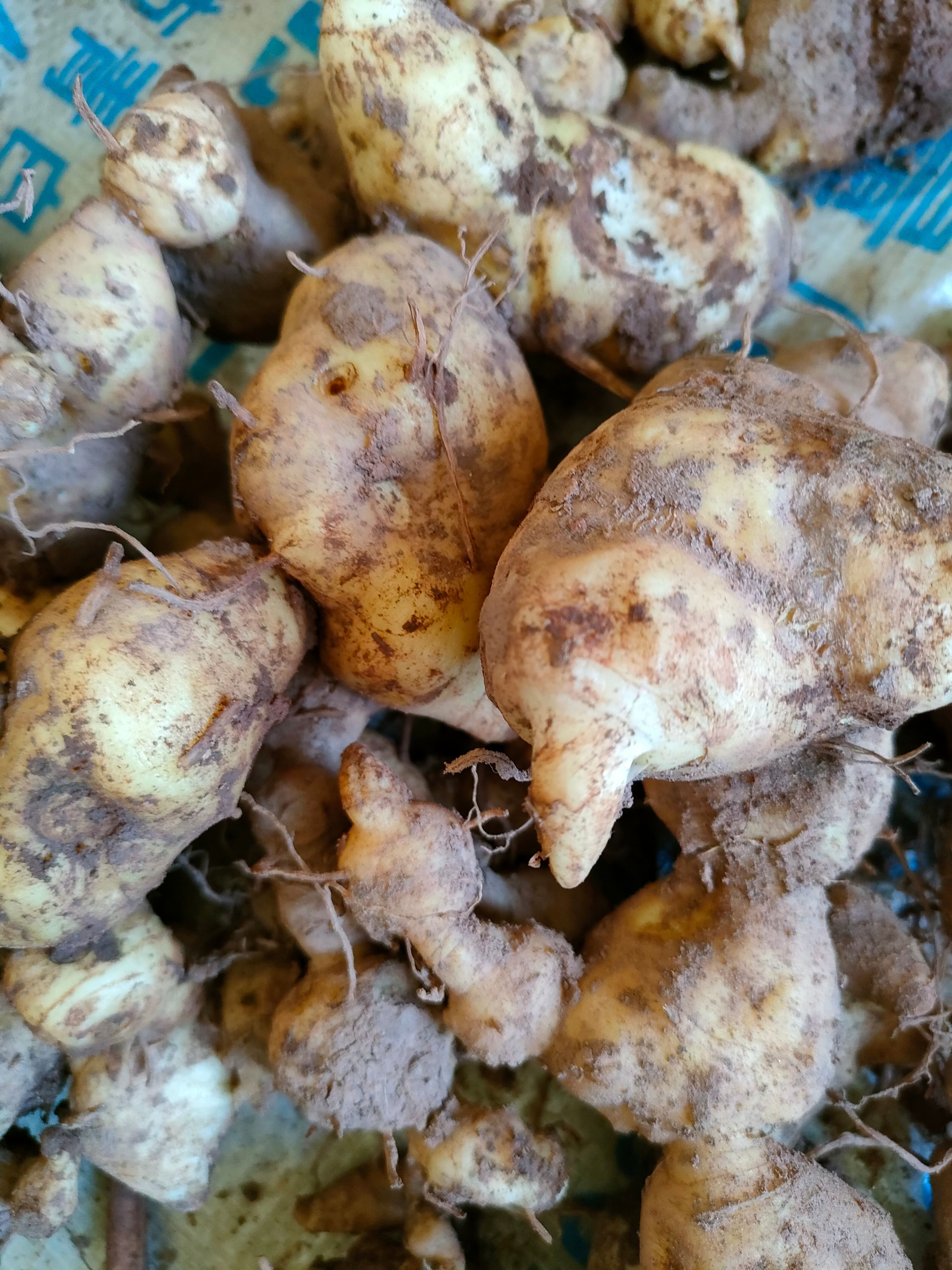 鸡头黄精  云南黄精