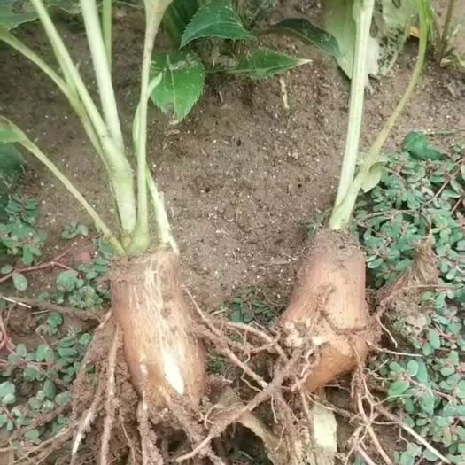安国市白术苗  白术  芽子