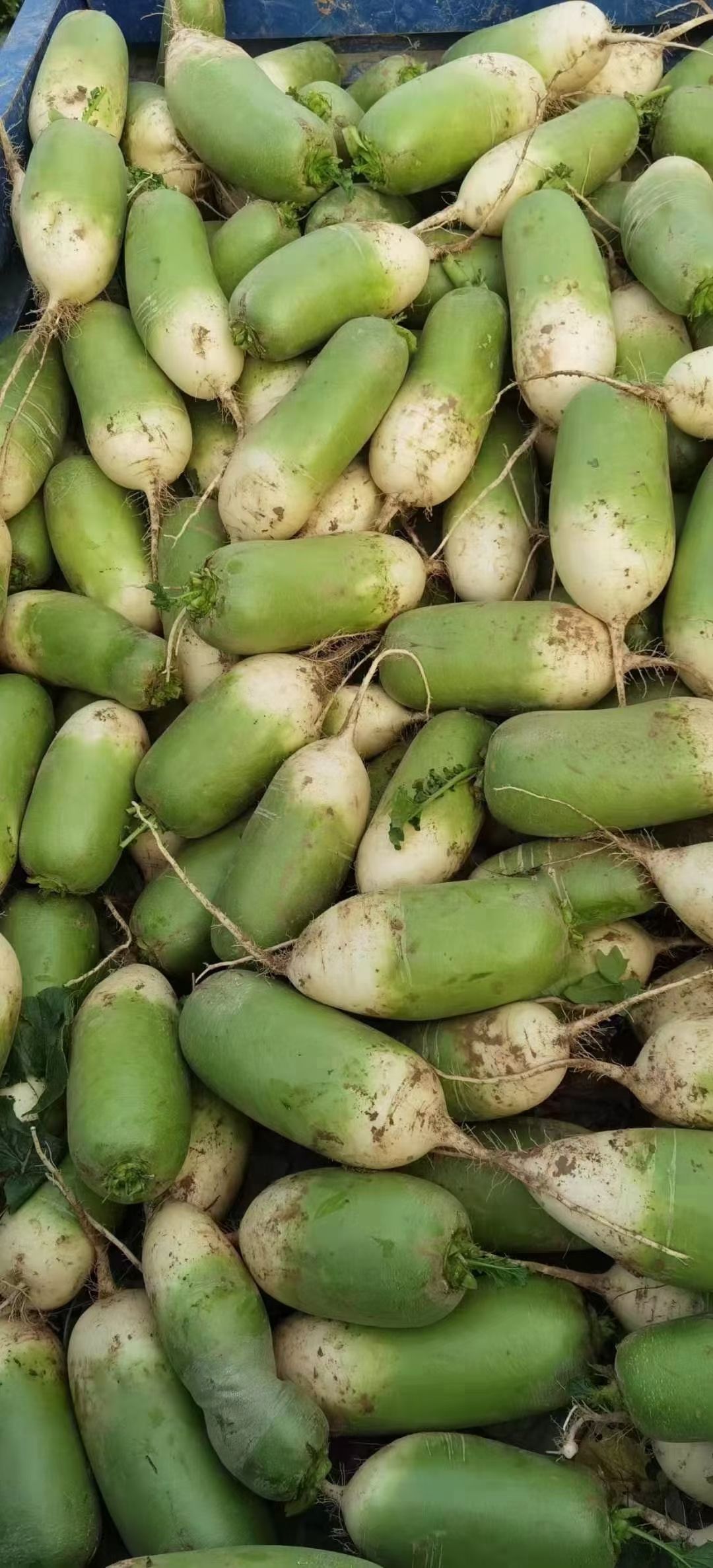 青萝卜，水果萝卜，质量好，价格优惠