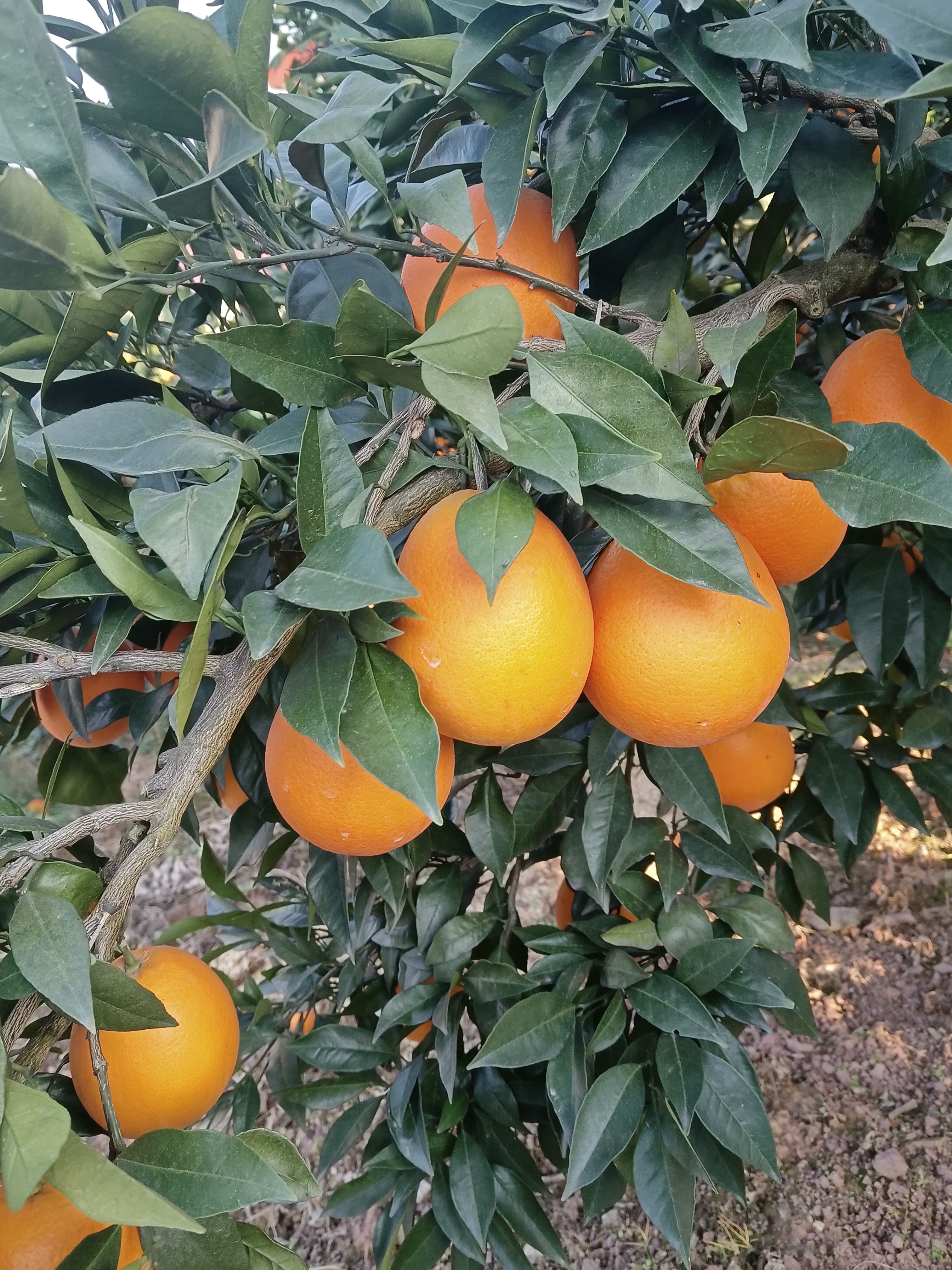 长虹脐橙 圆红，长红表皮干净，颜色鲜红，口感适中，源头直卖，货源充足。