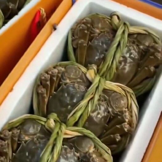 南京 自己家养殖的大闸蟹，让大家吃到便宜的大闸蟹，是我们一致追求