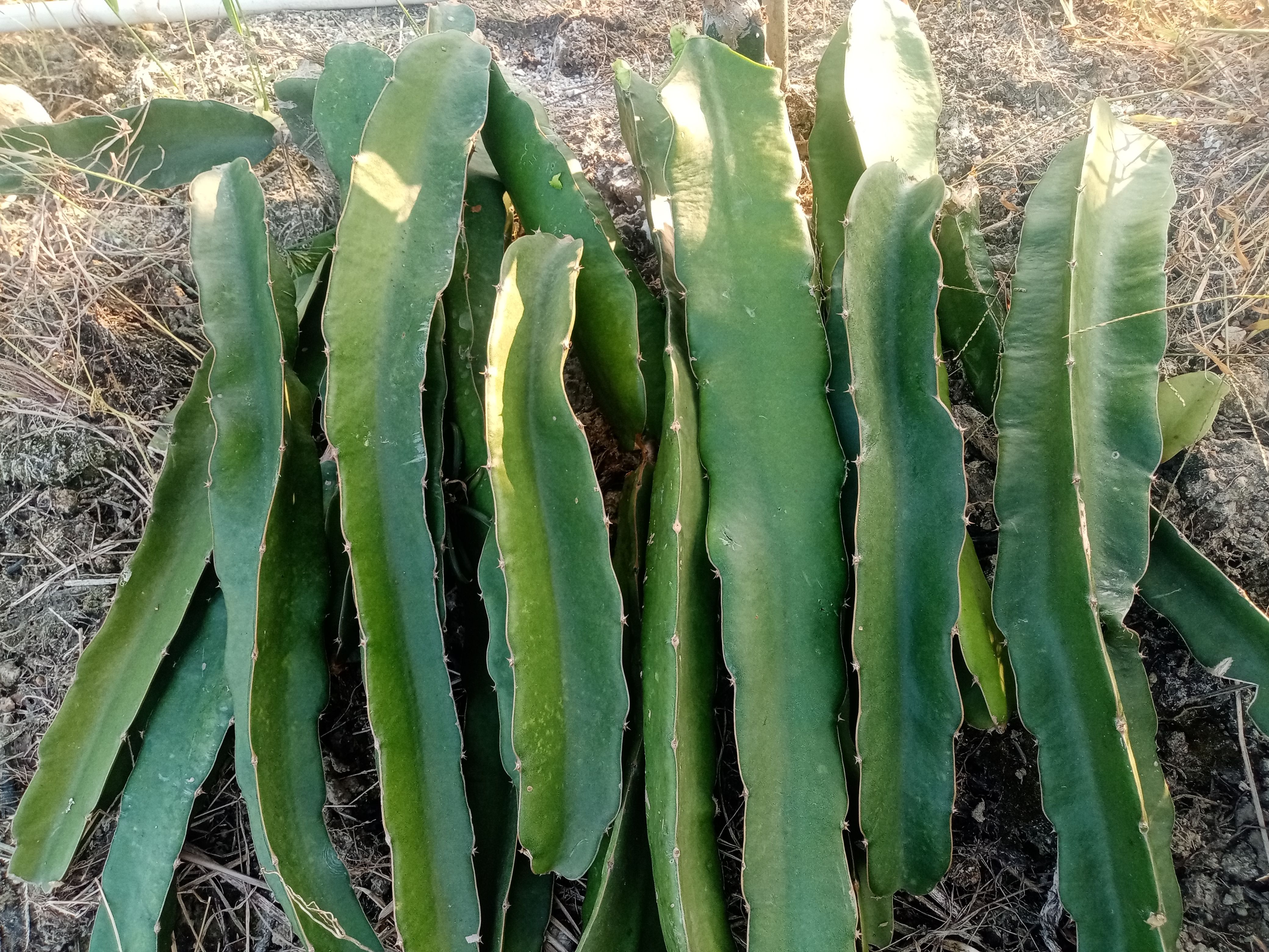 红皮红肉火龙果苗   红心火龙果苗  软枝大红大果2斤