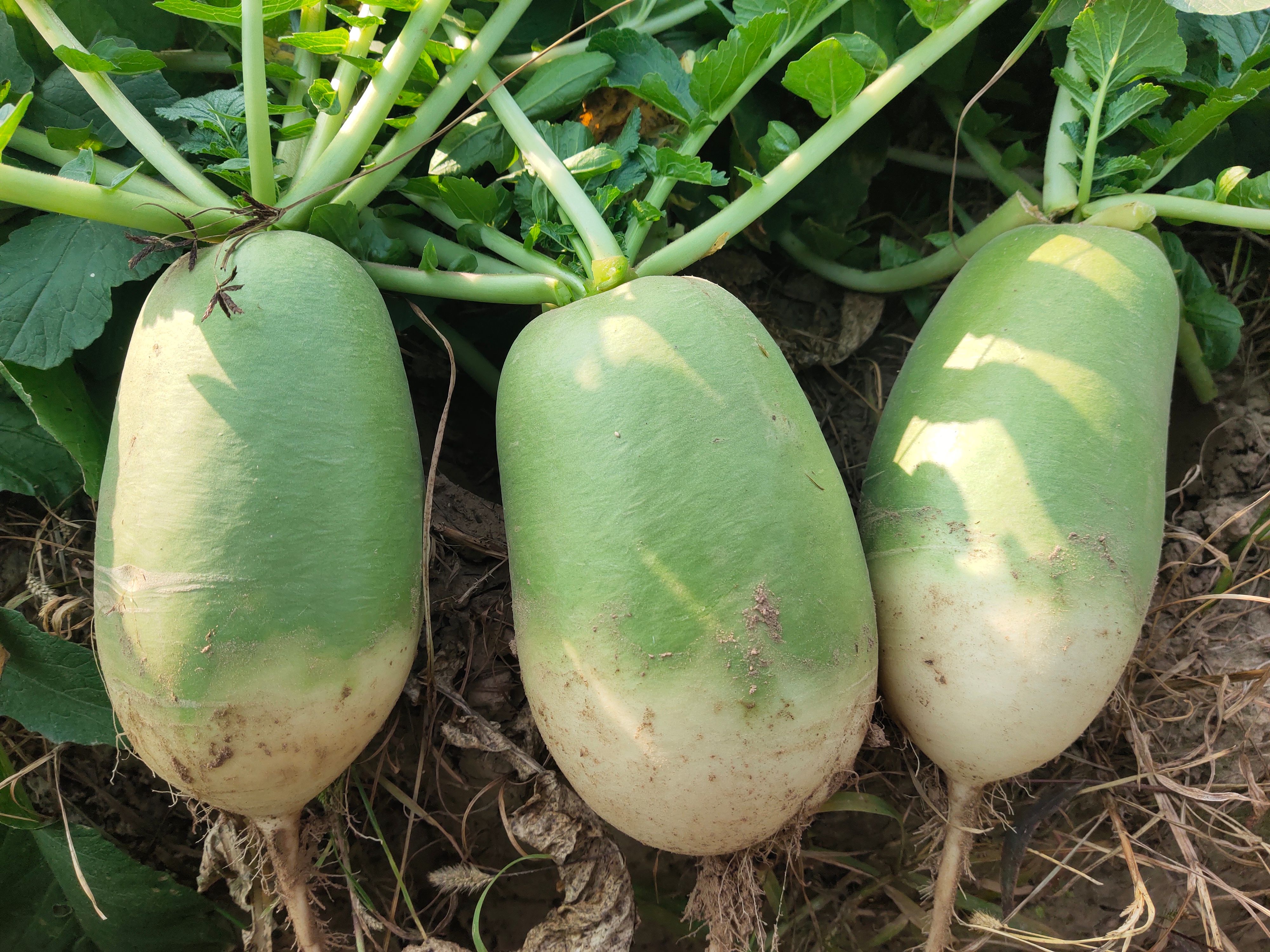 青萝卜，水果萝卜，质量好，价格优惠