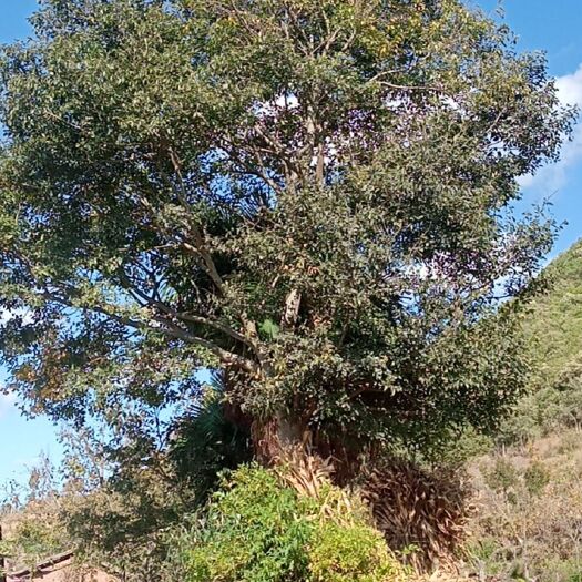 昆明 大量精品朴树出售，胸径20公分以上