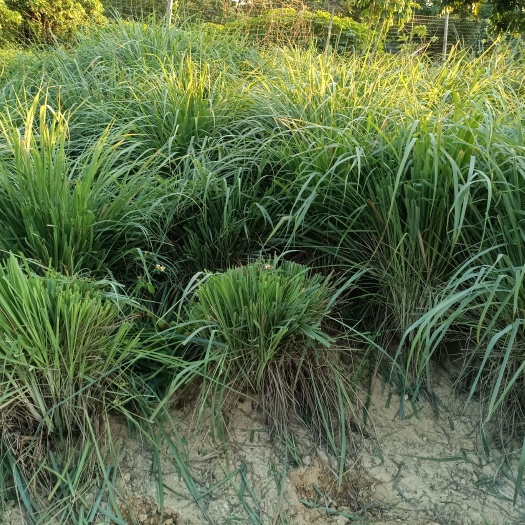 云霄县 香茅草，香茅叶正宗泰国品种，自家开东南亚餐厅都用它，非常香。