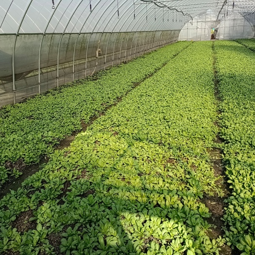 上海 大叶茼蒿，大叶茼蒿，蓬花菜，蓬花菜