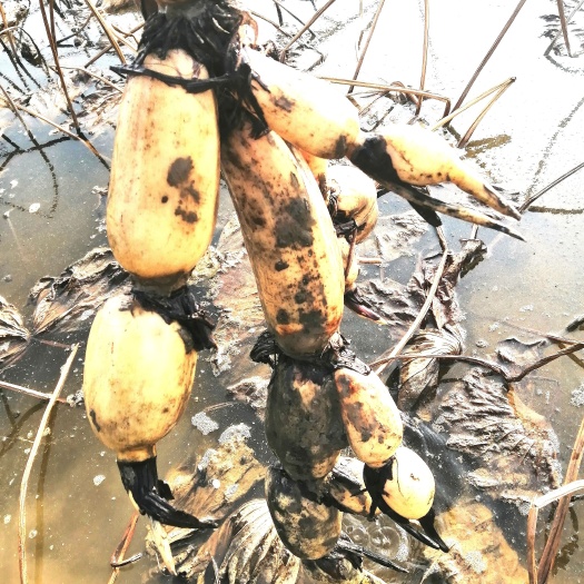 微山县鄂莲10号，早熟品种，藕型圆润，七月上中旬可上市。