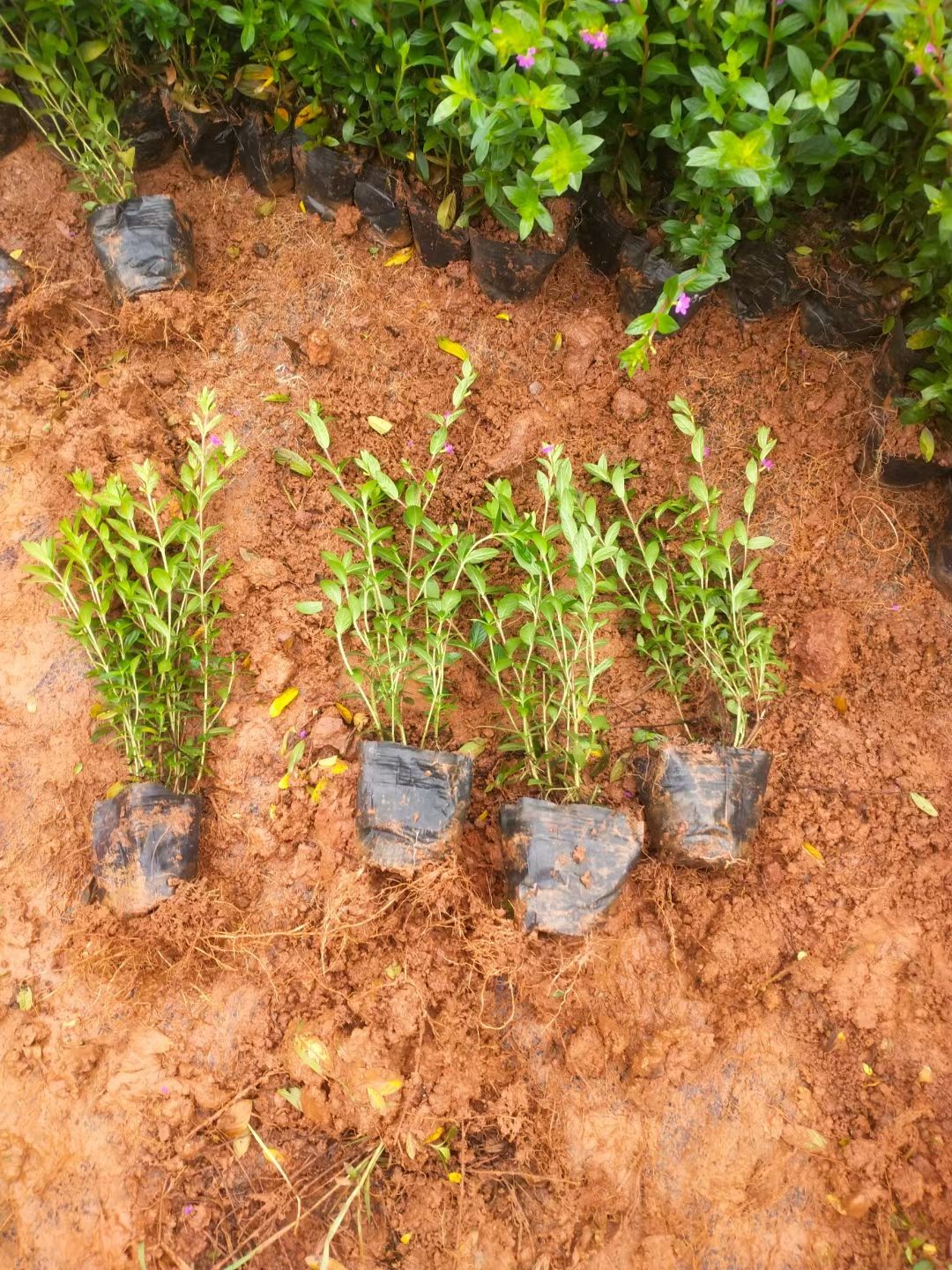 紫花满天星小杯，30公分满天星，云南满天星，雪茄花，萼距花