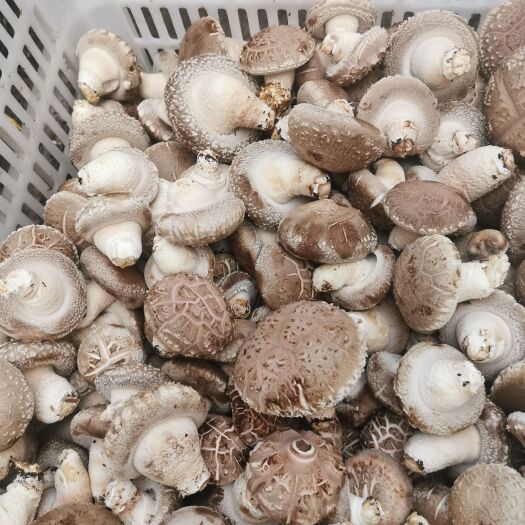 舞钢市刚刚采摘的   新鲜香菇
