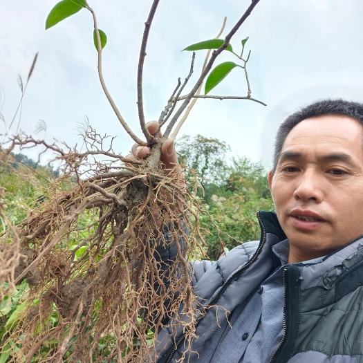 剑河县粉红黑老虎苗   大甩卖三年黑老虎苗  布福娜(黑老虎)苗