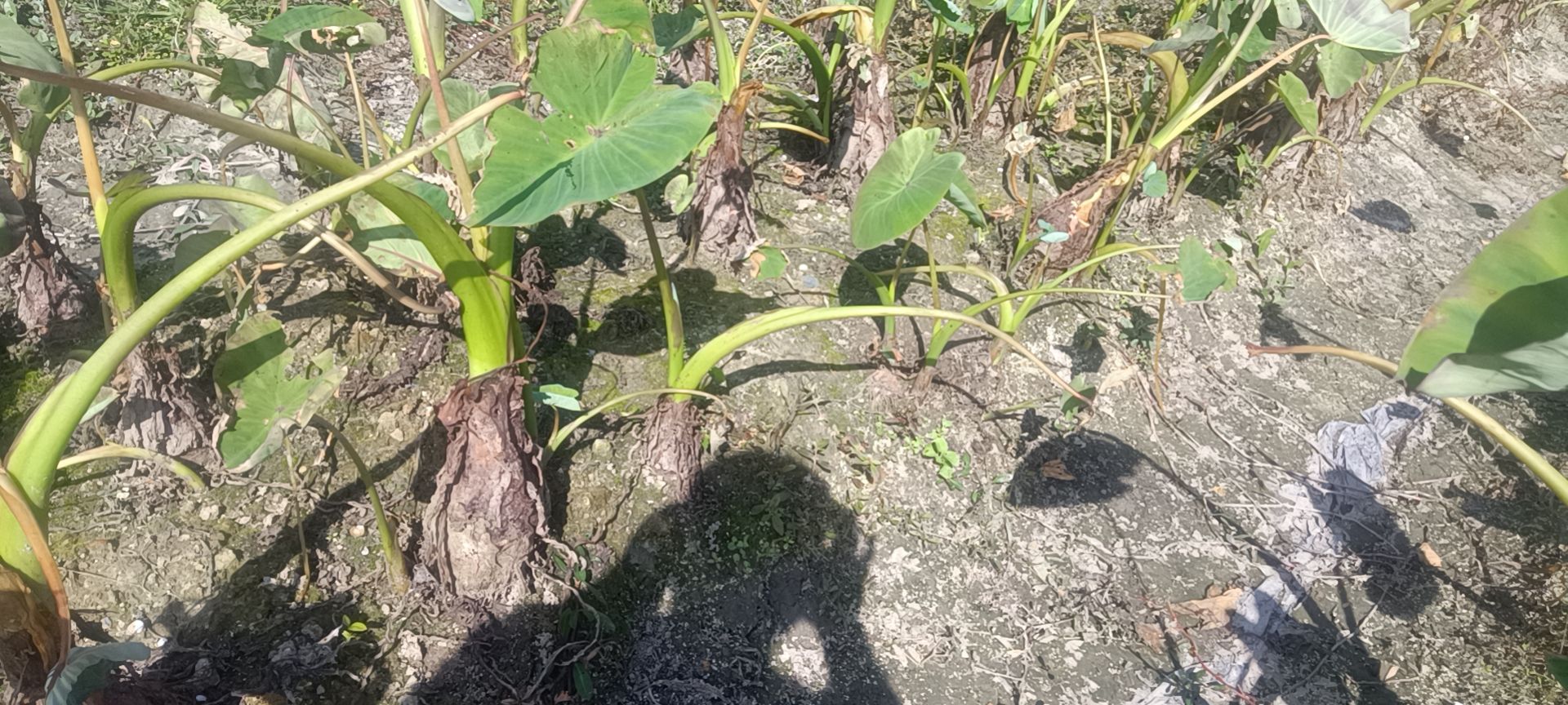 水芋头 大量有货有市场的老板可以可以联系