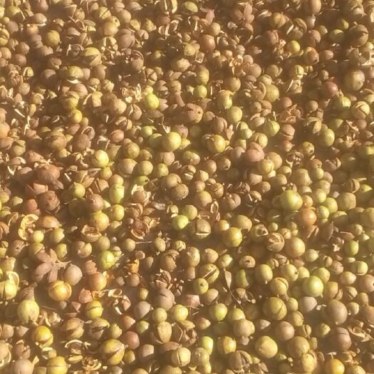 岳西县茶叶籽 油茶果