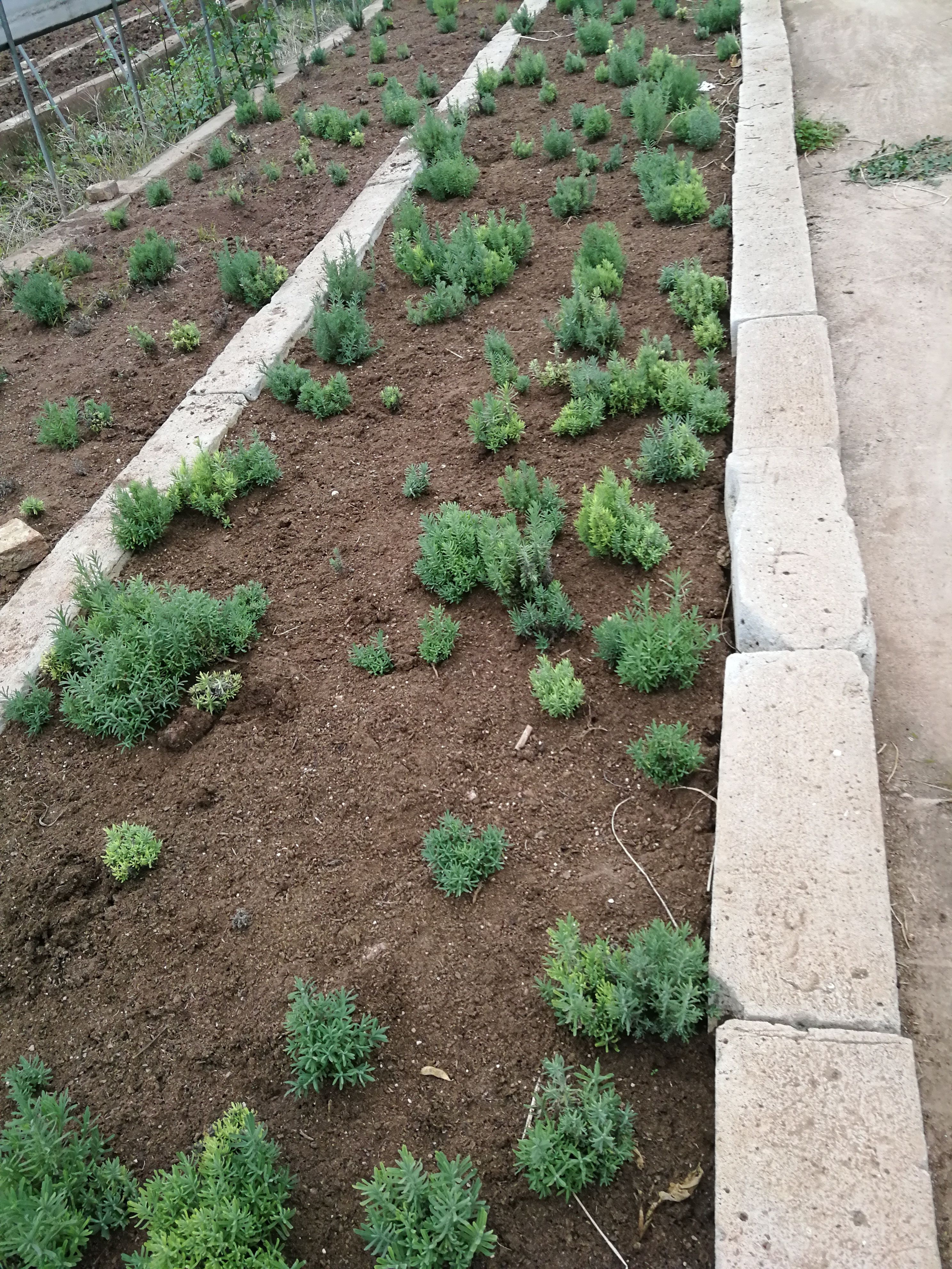 法国薰衣草苗子