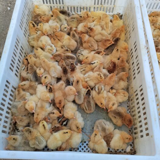 南陵县土鸡苗  淮南草鸡苗