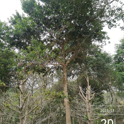 陆川县 单杆直立铁冬青，可作庭院树、行道树