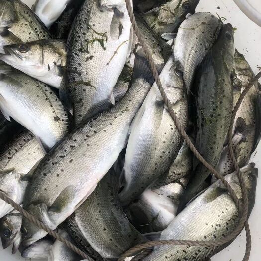 湖州淡水鲈鱼 海鲈