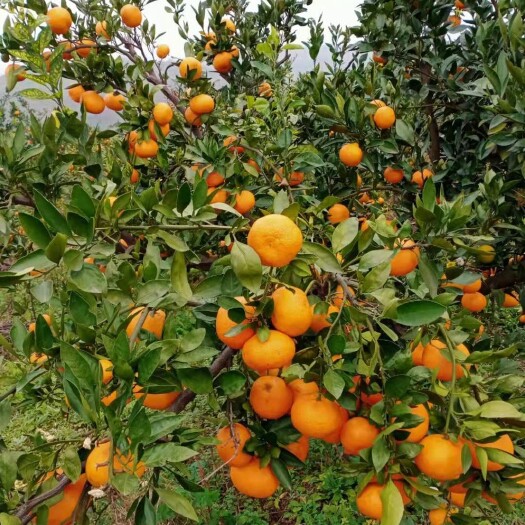 爱媛橙  攀花果公司代卖的蜜桔和爱媛38果冻橙正在装货中……