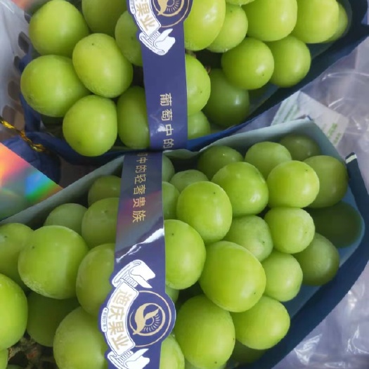深州市 阳光玫瑰