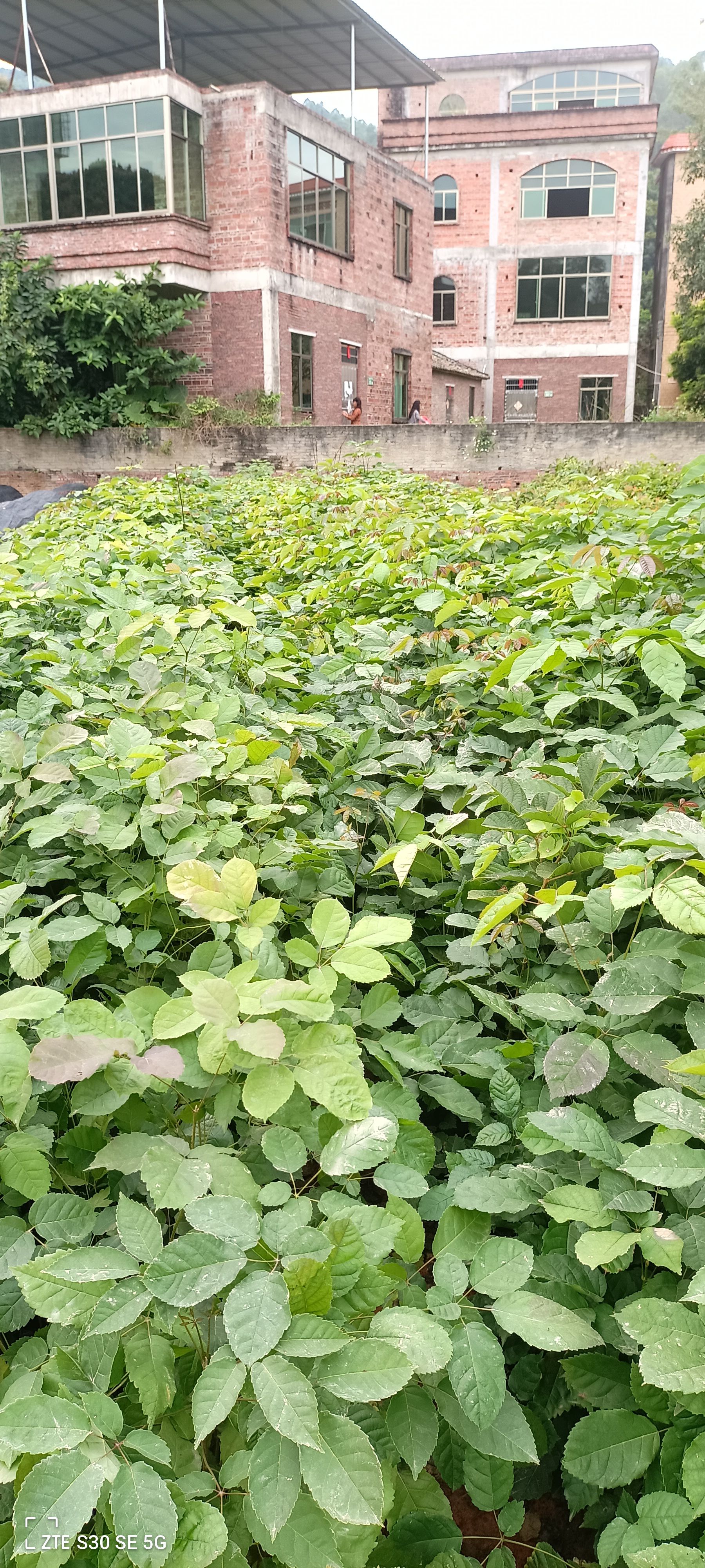 紫花风铃木 紫花风铃