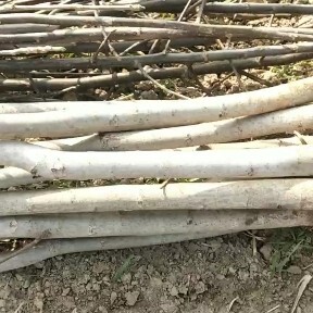 渭南占地实生核桃树地径4公分左右到6公分，报价上车