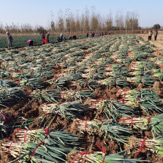 秦皇岛 大量批发大葱