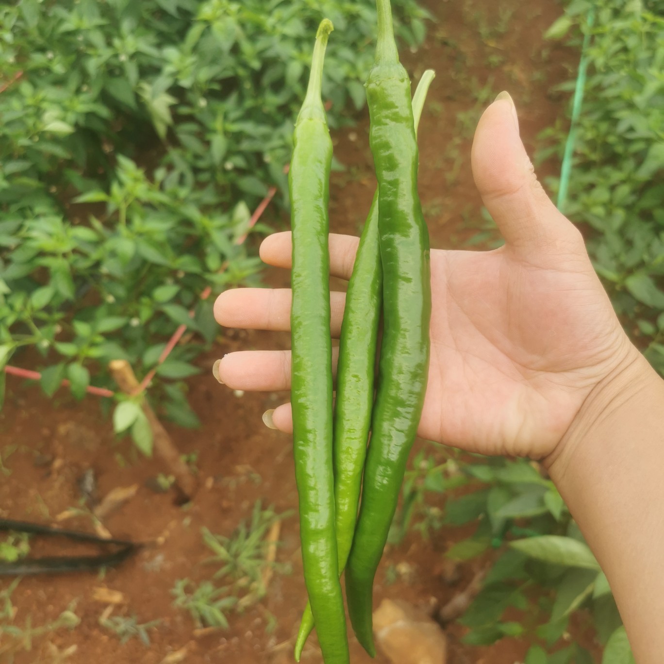 徐闻四号加长线椒，光泽靓。