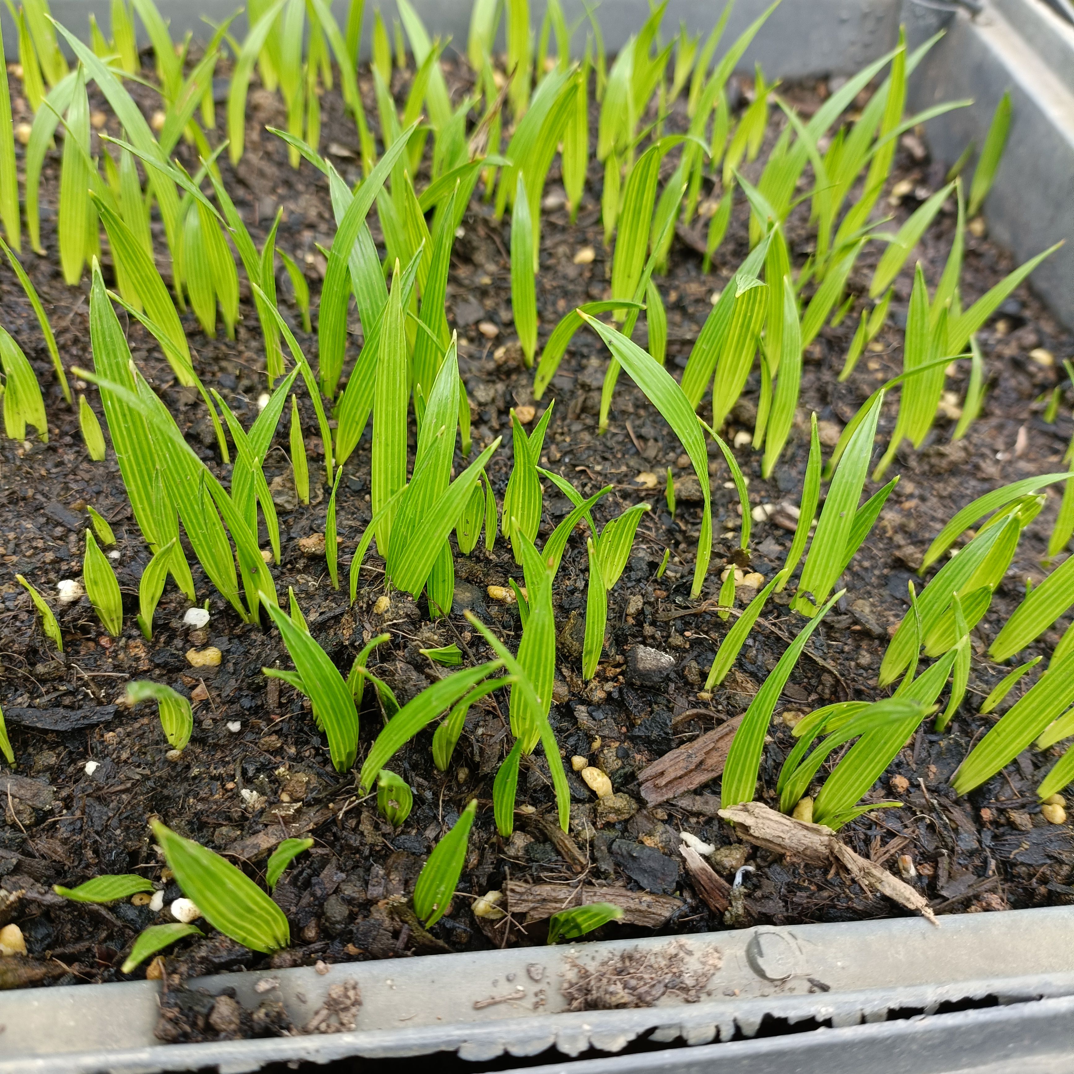 刺葵 美丽针葵苗室内盆栽花卉绿植庭院绿化树切叶