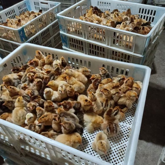 衡阳土鸡苗优质土鸡出壳苗大量供应土鸡母苗，土鸡公苗可鉴别