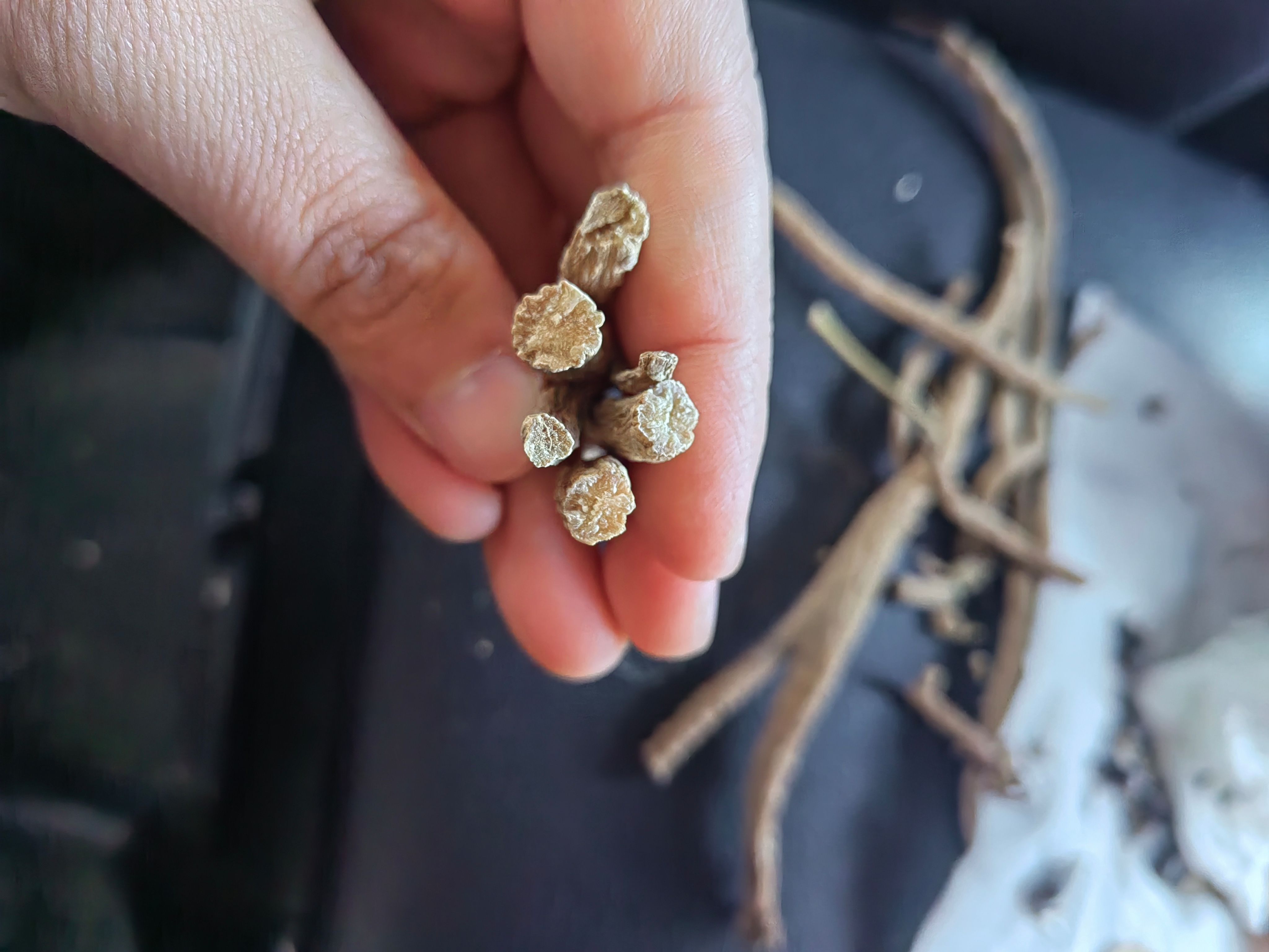 怀牛膝大货批发，各种规格，一手货源！