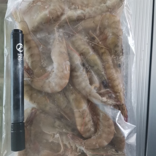 南美白对虾 盐田卤水南虾