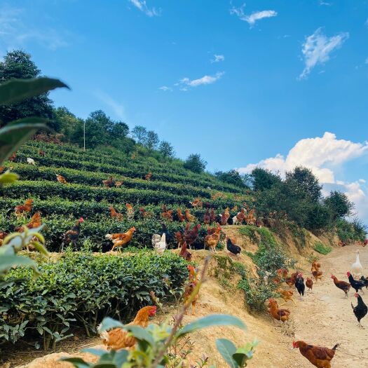 土鸡 中国高山茶之，茶园山地跑步鸡