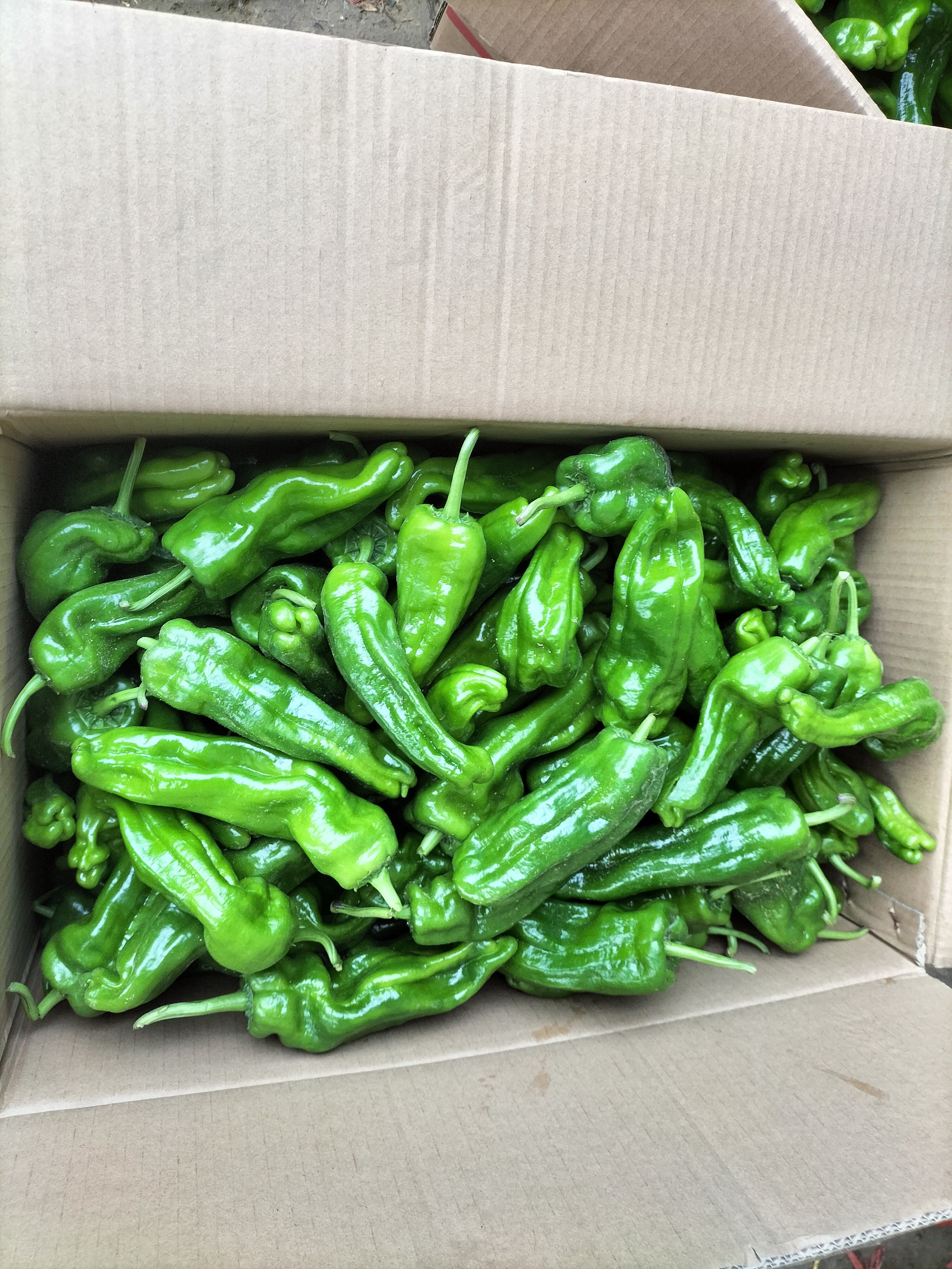 安徽辣椒，薄皮椒，尖椒，线椒，螺丝椒等，诚信代办，代发会国。