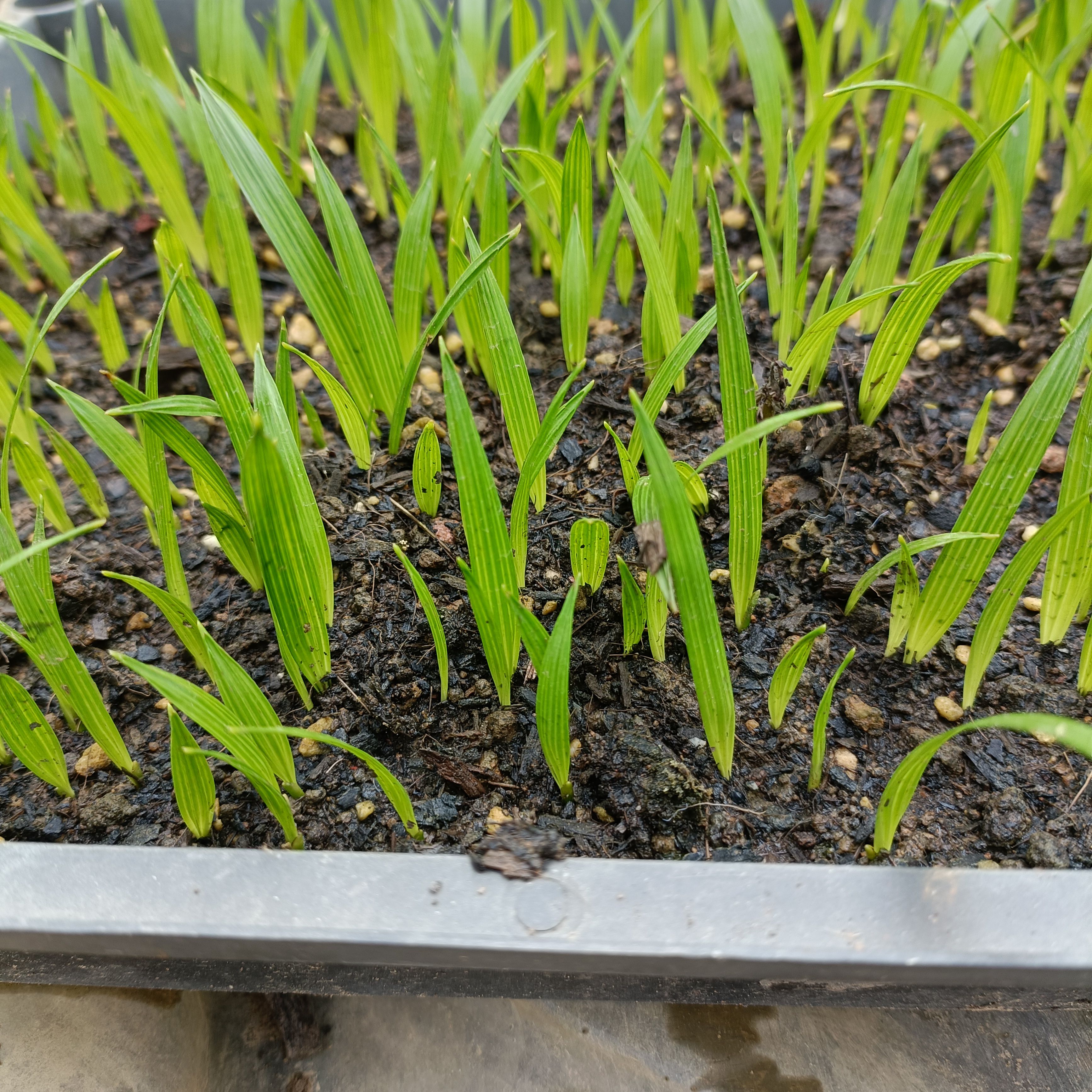 刺葵 美丽针葵苗室内盆栽花卉绿植庭院绿化树切叶