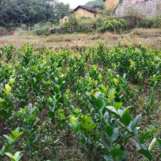 蒙山县广东四季无籽香水柠檬苗广东香水柠檬