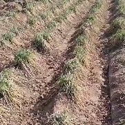 榆林 陕北旱地精品红葱