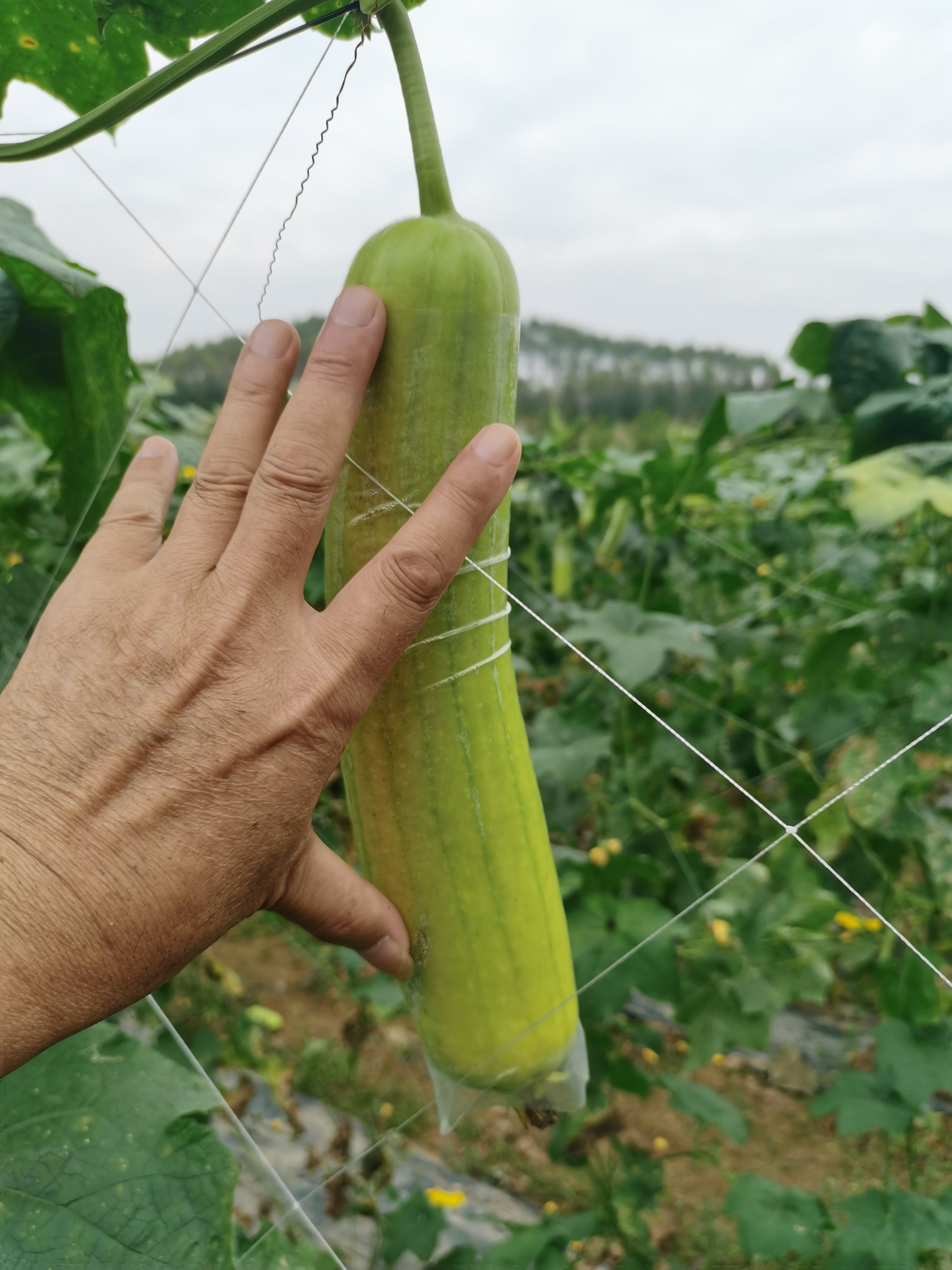 菜瓜 白水瓜