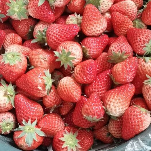 泗县精品红颜草莓