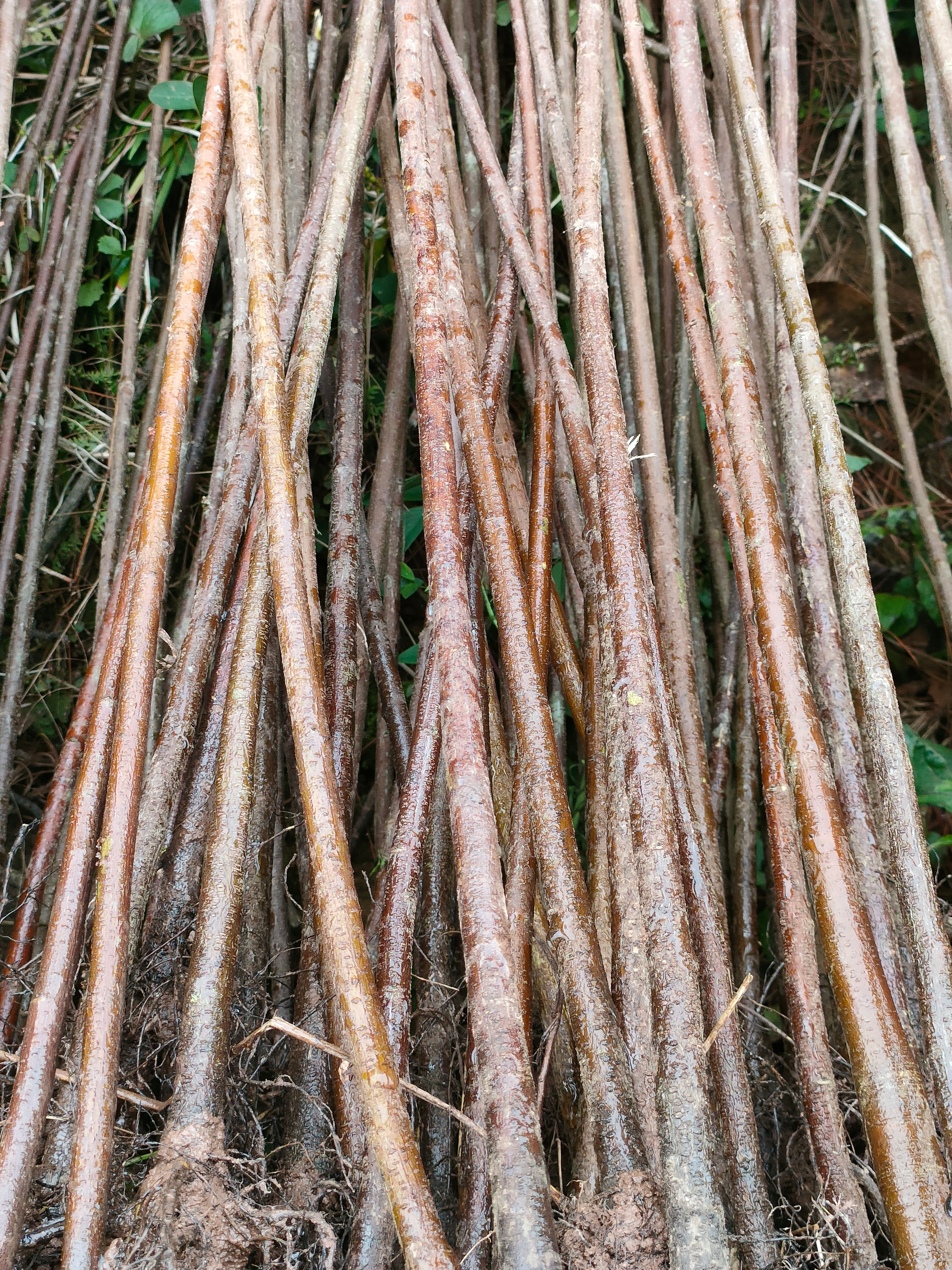 黄花槐树苗黄花槐苗黄花槐基地大量提供手续齐全