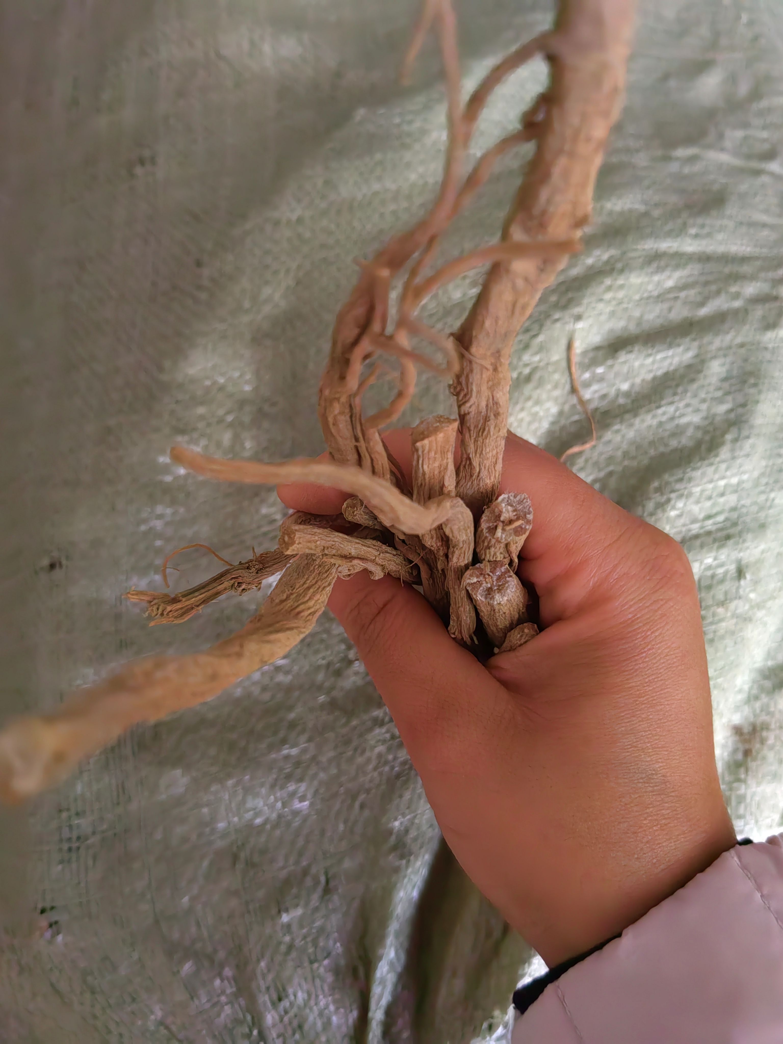 怀牛膝大货批发，各种规格，一手货源！