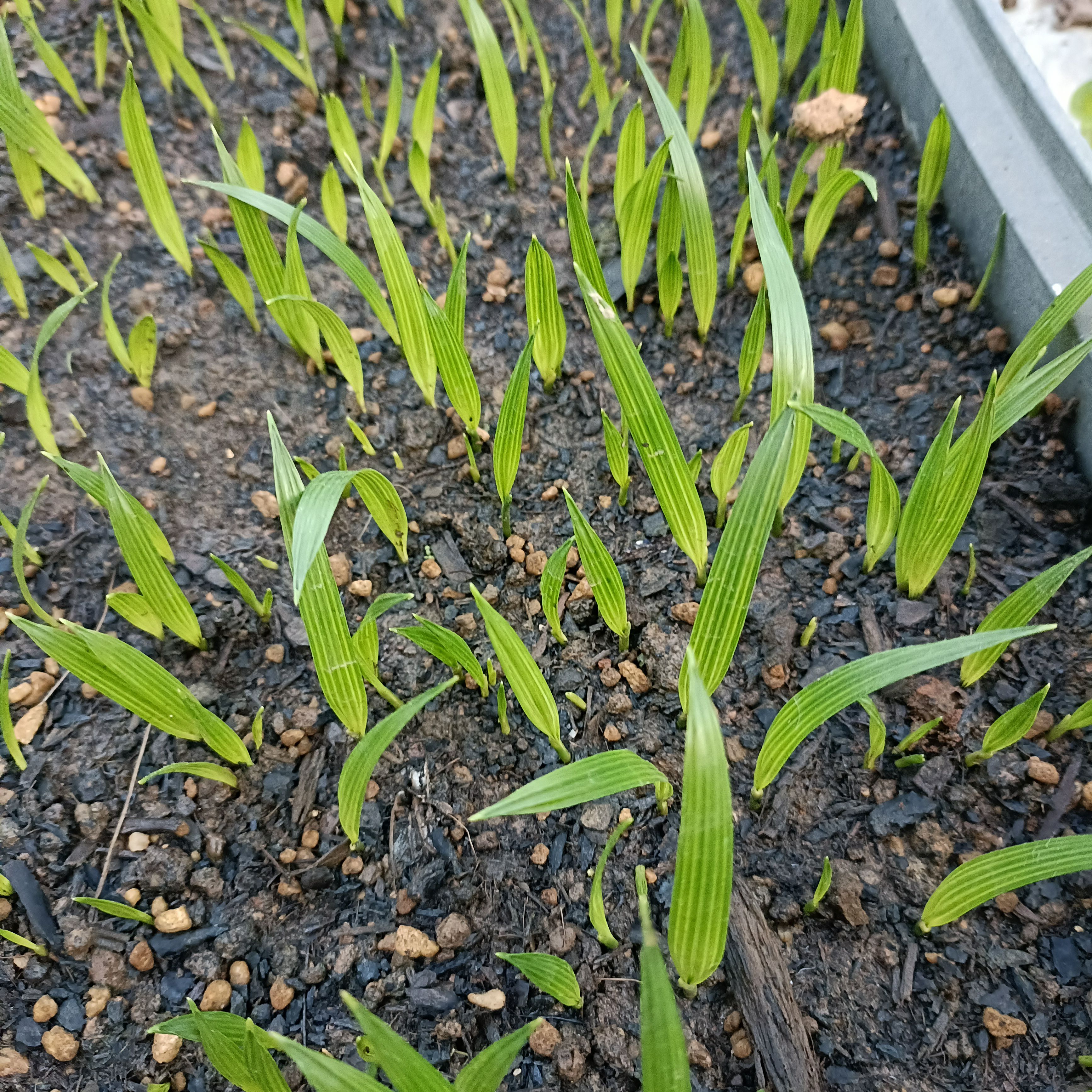 刺葵 美丽针葵苗室内盆栽花卉绿植庭院绿化树切叶