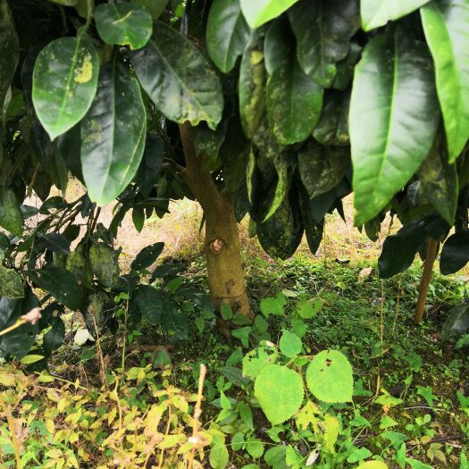 酉阳三红蜜柚苗 三红柚果园有大量果树苗出售，挂果树，地径5至15公分