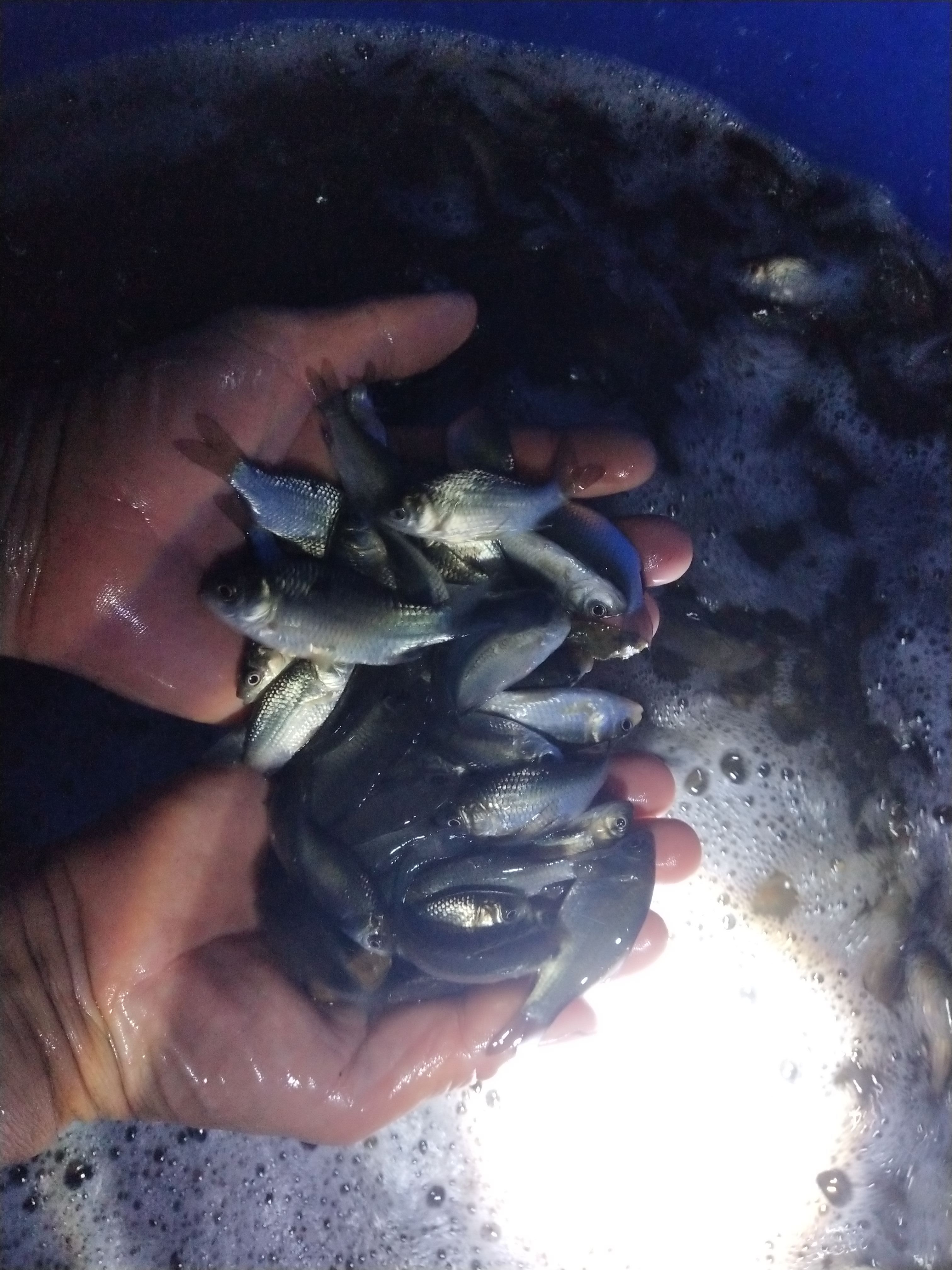 鲫鱼苗，抗病毒支持货到付款