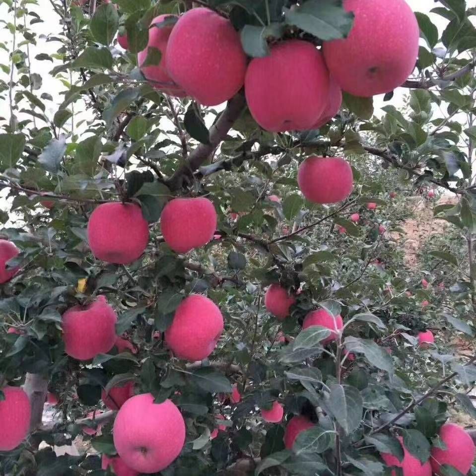 泰安紅富士蘋果苗  紅富士系列蘋果苗矮化蘋果苗