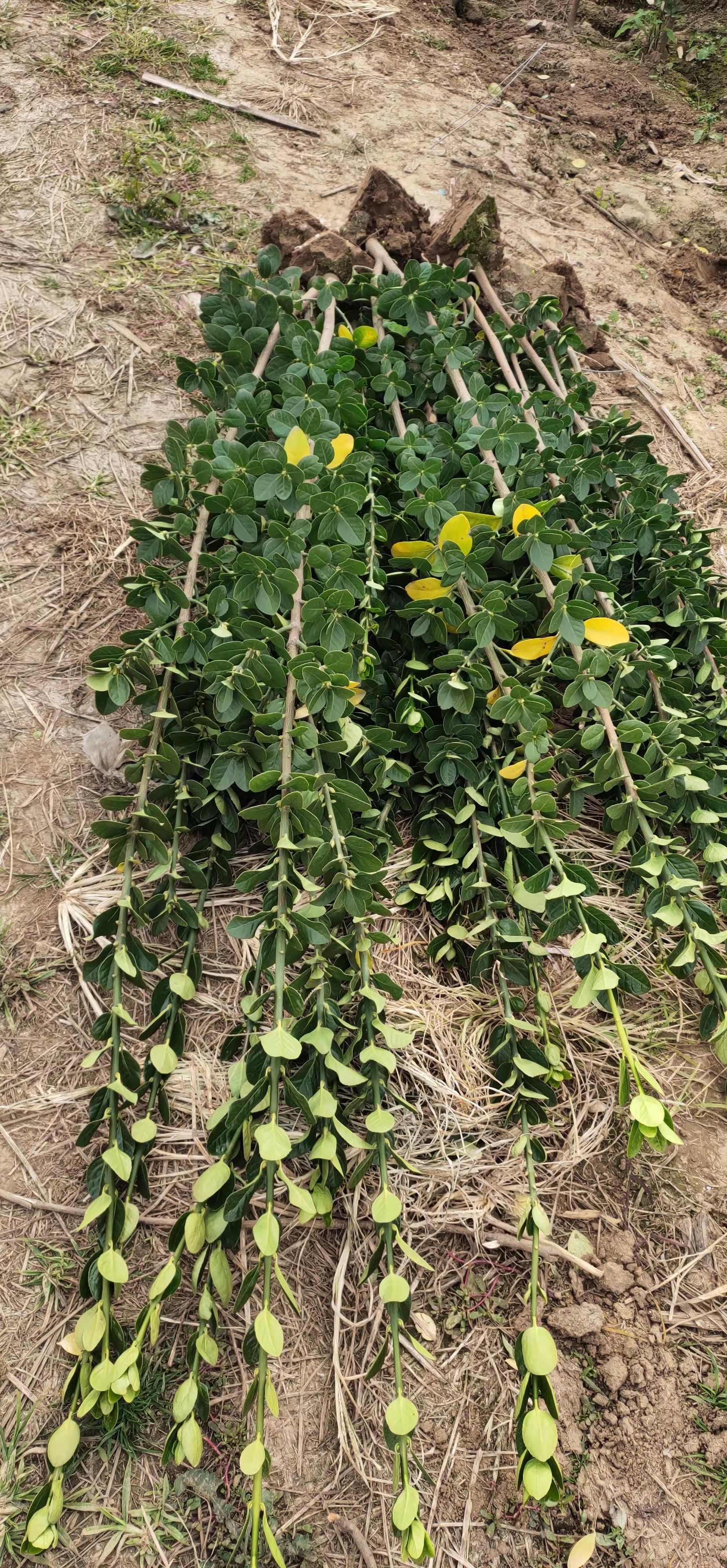  北海道黄杨，青州北海道黄杨，北海道黄杨种植基地，一手货源