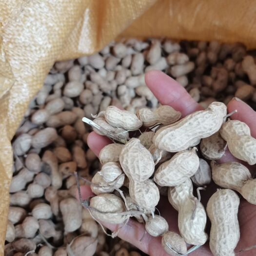 郑州花育花生 自家花生，品质好