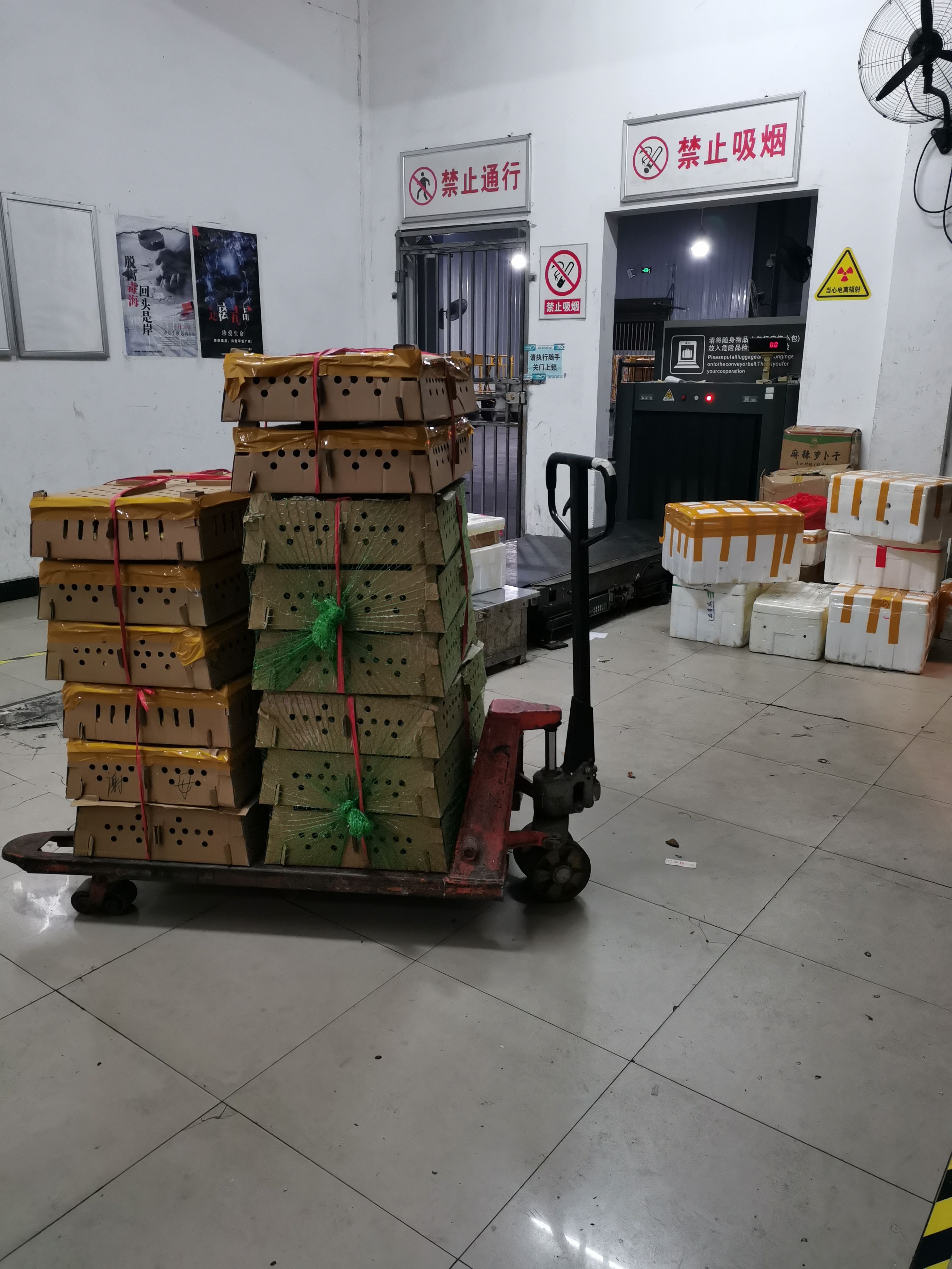 K9鸡苗 K996肉鸡苗882快速鸡苗包打疫苗 k901鸡苗