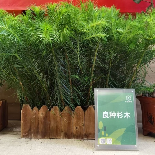 梧州杉木树苗  杉木苗