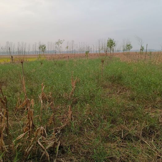 西华县疏林地 出租 5年以下 50~100亩 